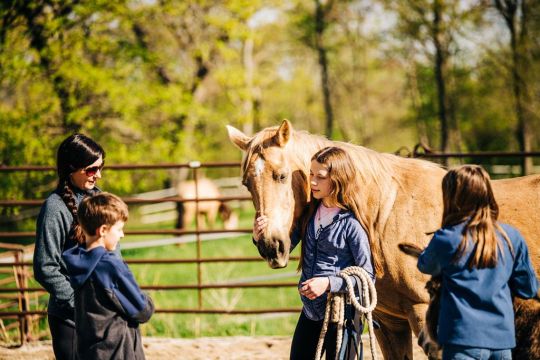 equine learning group with horses