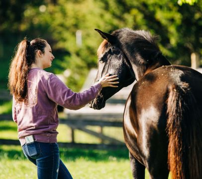 calm horse in open field